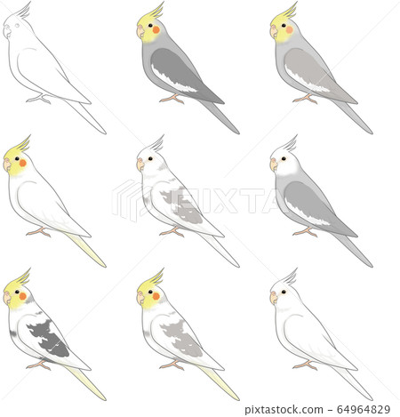 玄鳳鸚鵡 64964829