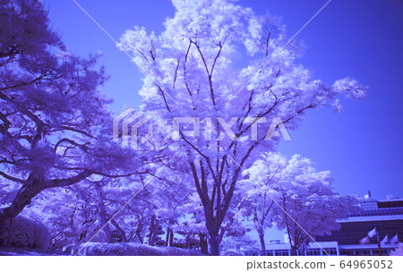 Beautiful scenery taken using infrared cut filter Beautiful scenery taken using infrared cut filter 64965052