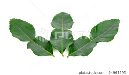 Kaffir lime leaf isolated on white background 64965295