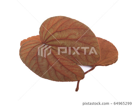 Bauhinia aureifolia leaves isolated on white Bauhinia aureifolia leaves isolated on white 64965299
