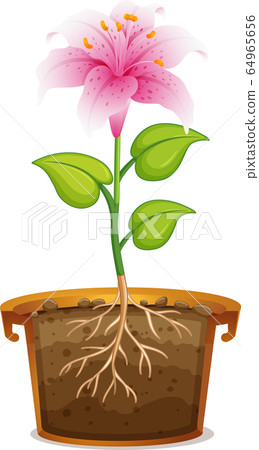 Pink lily in clay pot on white background Pink lily in clay pot on white background 64965656