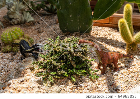 Euphorbia decaryi or nickname Dinosaur is a mat-forming stem succulent in the family Euphorbiaceae 64965853