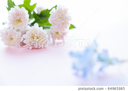 Cut flower chrysanthemum for background 64965865