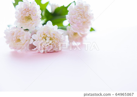 Cut flower chrysanthemum for background 64965867