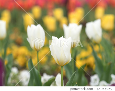 Tulip field 64965969