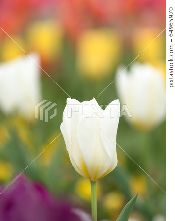 Tulip field Tulip field 64965970