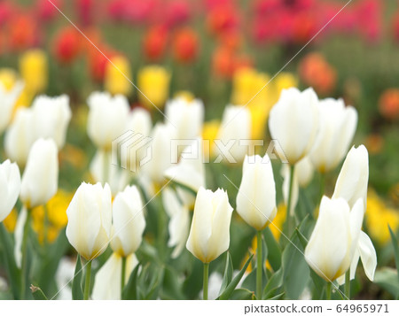 Tulip field Tulip field 64965971