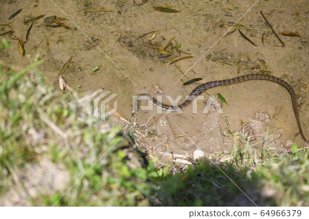 Spring snake 64966379