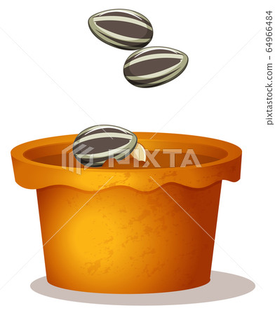 Three sunflower seeds in the potted plant on white Three sunflower seeds in the potted plant on white 64966484