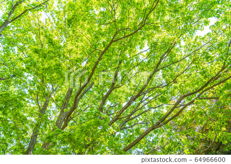 May green May green 64966600