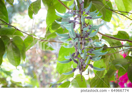 Honeysuckle 64966774