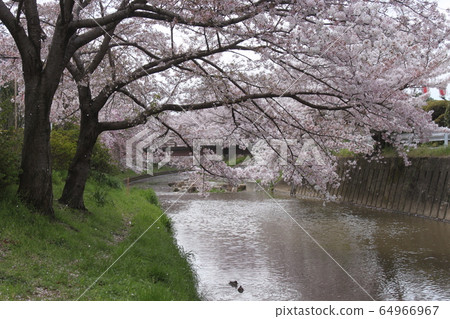 A row of cherry blossom trees on the Saho River in Nara City A row of cherry blossom trees on the Saho River in Nara City 64966967