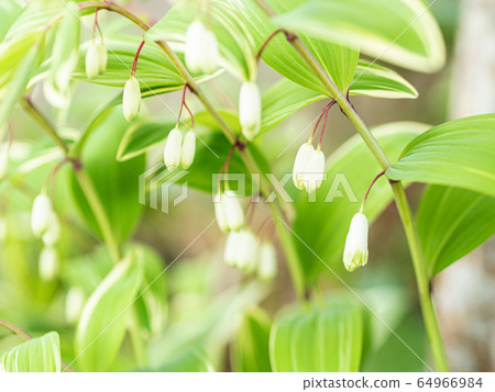 所羅門的封印 64966984