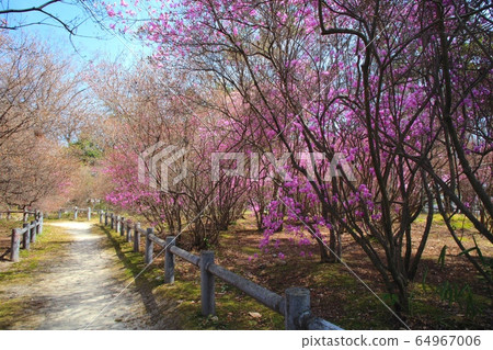 A community of azalea azaleas in Hirotayama Park / Taisha Town, Nishinomiya City, Hyogo Prefecture 64967006