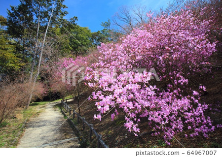 A community of azalea azaleas in Hirotayama Park / Taisha Town, Nishinomiya City, Hyogo Prefecture 64967007
