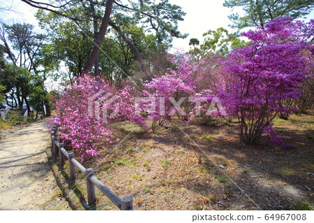 兵庫縣西宮市廣山山公園/大社町的杜鵑花杜鵑花群落 兵庫縣西宮市廣山山公園/大社町的杜鵑花杜鵑花群落 64967008