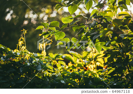 Virginia creepers plant or Parthenocissus quinquefolia Green hedge on the fence and lilac bushes transillumination illuminated by the bright summer sun. Selective focus macro shot with small DOF bokeh Virginia creepers plant or Parthenocissus quinquefolia Green hedge on the fence and lilac bushes transillumination illuminated by the bright summer sun. Selective focus macro shot with small DOF bokeh 64967118