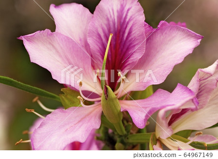 Almond tree blossom in spring 64967149