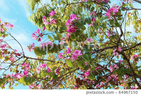 Almond Spring Flowers 64967150