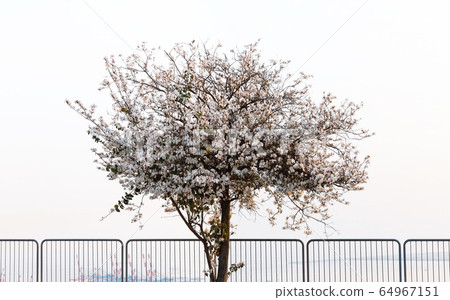 Almond Spring Flowers 64967151