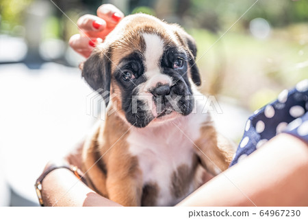 4 weeks young purebred golden puppy german boxer dog in Womans arm 4 weeks young purebred golden puppy german boxer dog in Womans arm 64967230