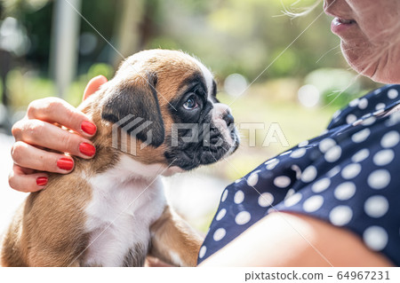 4 weeks young purebred golden puppy german boxer dog in Womans arm 4 weeks young purebred golden puppy german boxer dog in Womans arm 64967231