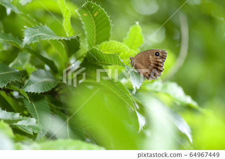 Janome butterfly 64967449