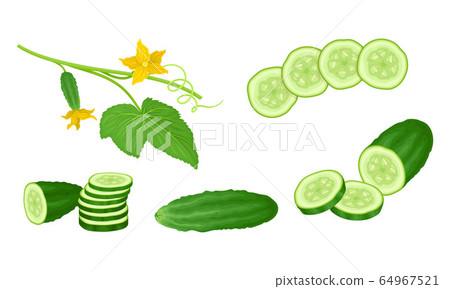Cucumber Crop with Sliced Elements and Leaves Vector Set. Agricultural Organic Plant Growing Concept 64967521