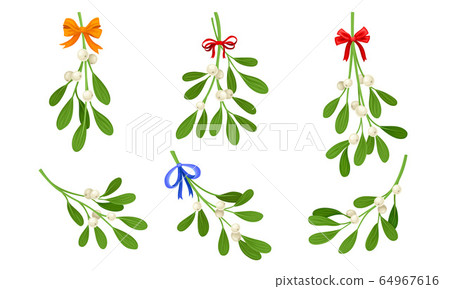 Mistletoe or Viscum Branches with Oblong Leaves and Berries Tied in Ribbons Vector Set Mistletoe or Viscum Branches with Oblong Leaves and Berries Tied in Ribbons Vector Set 64967616