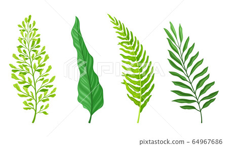 Fern Fibrous Fronds with Pointed Leaves Isolated on White Background Vector Set Fern Fibrous Fronds with Pointed Leaves Isolated on White Background Vector Set 64967686