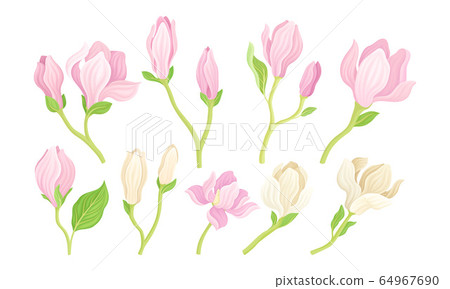 Magnolia Flower Buds on Stalk with Fibrous Leaves Vector Set Magnolia Flower Buds on Stalk with Fibrous Leaves Vector Set 64967690