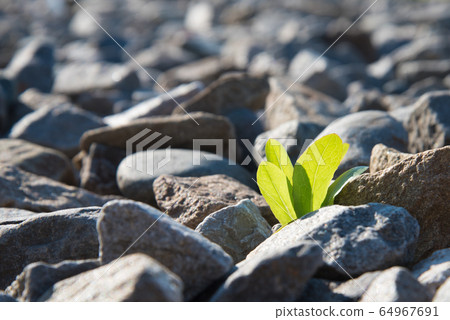 The green plant breaks through and grows on the rocks. Concept. Recovery, willpower. 64967691