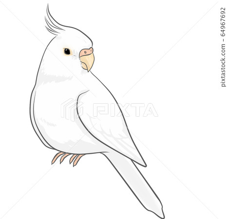 cockatiel 64967692