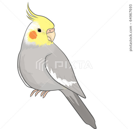 cockatiel 64967693