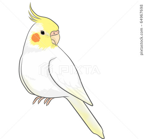 cockatiel 64967698