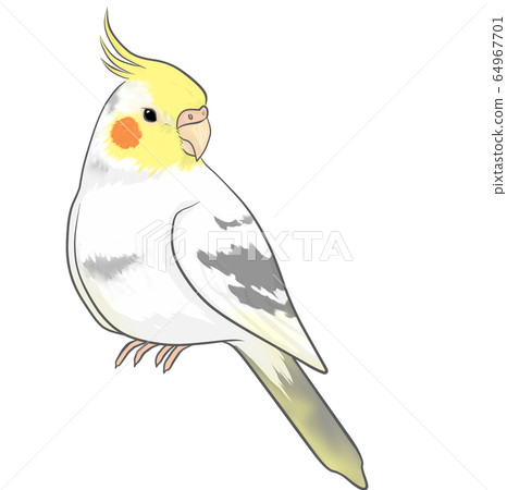 玄鳳鸚鵡 64967701