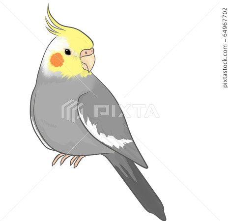 玄鳳鸚鵡 64967702