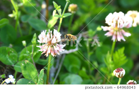 White clover flowers and bees White clover flowers and bees 64968043