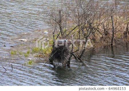 Heron warming the egg 64968153