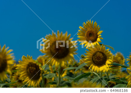 Sunflower field sunflower sunflower Sunflower field sunflower sunflower 64968186