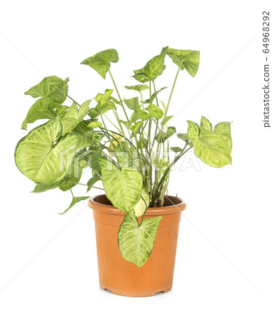 Syngonium podophyllum in studio 64968292