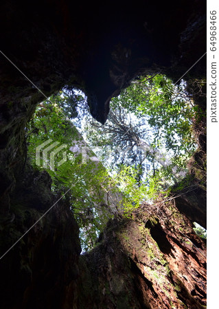 屋久島威爾遜公司心臟屋久杉 屋久島威爾遜公司心臟屋久杉 64968466