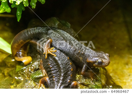 a pair Himalayan newts lies on stones in the shade of vegetation a pair Himalayan newts lies on stones in the shade of vegetation 64968467
