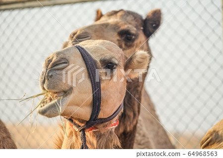 Arabian desert camel (United Arab Emirates) 64968563