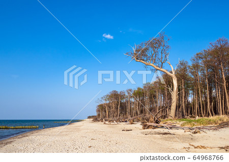 Landscape on shore of the Baltic Sea 64968766