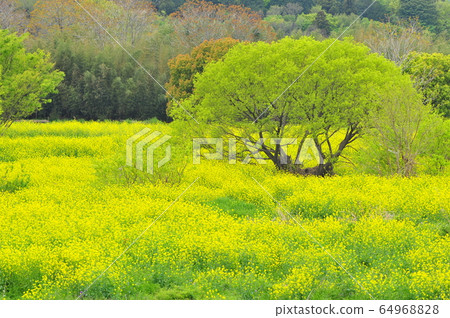 油菜籽河邊盛開的油菜籽和新鮮的綠化油菜 油菜籽河邊盛開的油菜籽和新鮮的綠化油菜 64968828