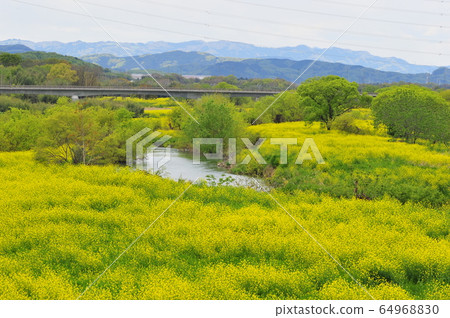 強姦花田強姦開花和德川河德川河和秩父山脈 64968830