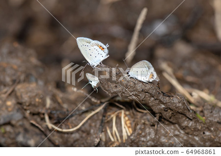 短尾藍色 64968861