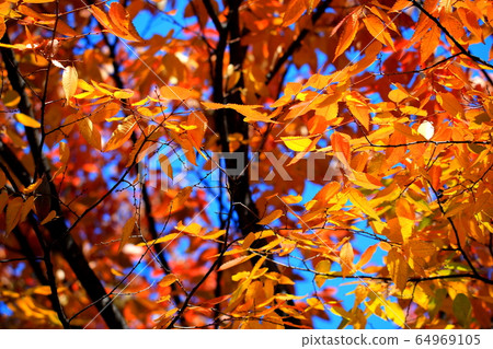 Beautiful autumn leaves Beautiful autumn leaves 64969105