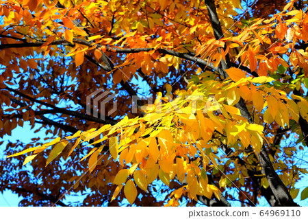 Beautiful autumn leaves Beautiful autumn leaves 64969110